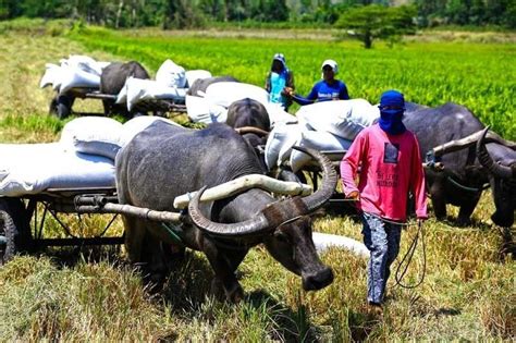 carabao fight to death|DOH: 3 people in Cagayan positive for Anthrax due to infected .